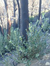 Notholithocarpus densiflorus Fire recovery